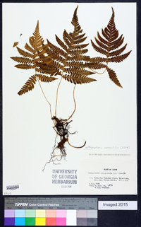 Phegopteris connectilis image