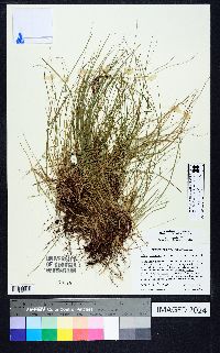 Carex albicans var. emmonsii image