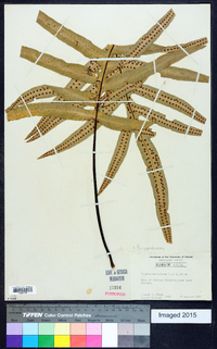 Phlebodium aureum image