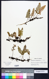 Polypodium polypodioides image