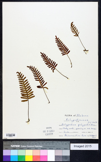 Polypodium polypodioides image