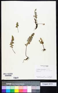 Polypodium polypodioides image