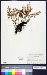 Polypodium polypodioides image