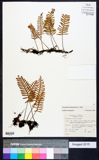 Polypodium polypodioides image