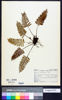 Polypodium polypodioides image