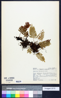 Polypodium polypodioides image