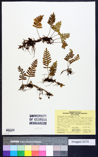 Polypodium polypodioides image