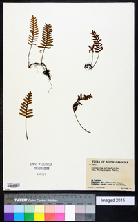 Polypodium polypodioides image