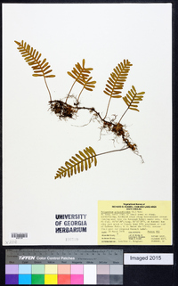 Polypodium polypodioides image