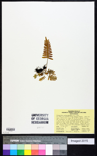 Polypodium polypodioides image