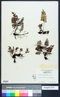 Polypodium polypodioides image