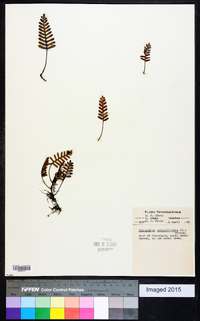 Polypodium polypodioides image