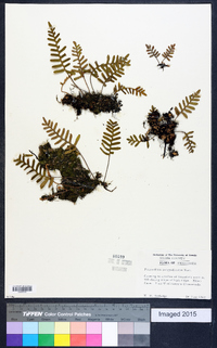 Polypodium polypodioides image