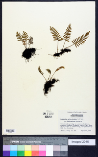 Polypodium polypodioides image