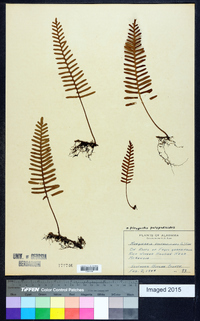 Pleopeltis polypodioides image