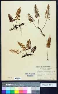 Pleopeltis polypodioides image