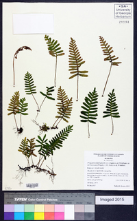 Pleopeltis polypodioides image