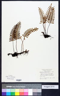 Polypodium polypodioides image