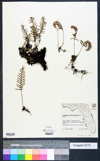 Polypodium polypodioides image