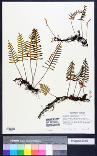 Polypodium polypodioides image