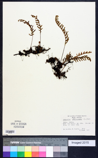 Polypodium polypodioides image