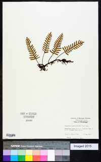 Polypodium polypodioides image