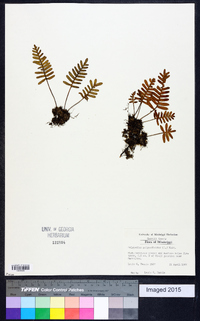 Polypodium polypodioides image