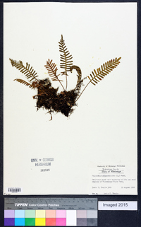 Polypodium polypodioides image