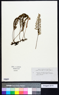 Polypodium polypodioides image