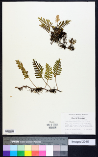 Polypodium polypodioides image