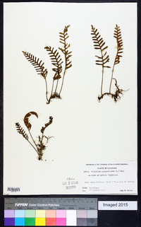 Polypodium polypodioides image