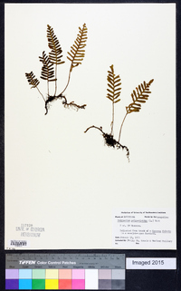 Polypodium polypodioides image