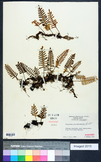 Polypodium polypodioides image