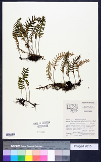 Polypodium polypodioides image