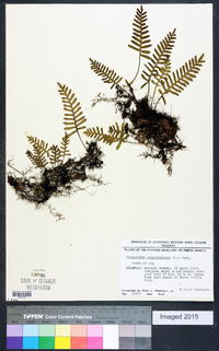 Polypodium polypodioides image