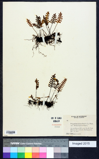 Polypodium polypodioides image