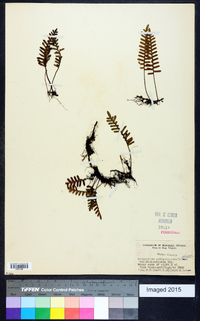 Polypodium polypodioides image