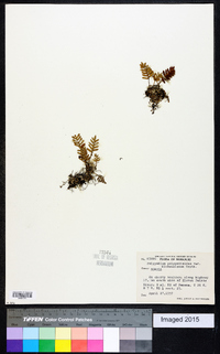 Polypodium polypodioides image