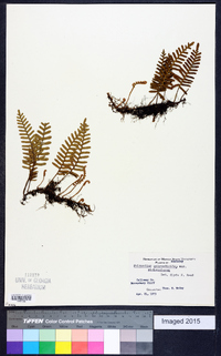 Polypodium polypodioides image