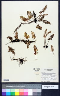 Polypodium polypodioides image