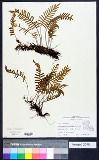 Polypodium polypodioides image