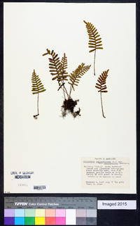 Polypodium polypodioides image