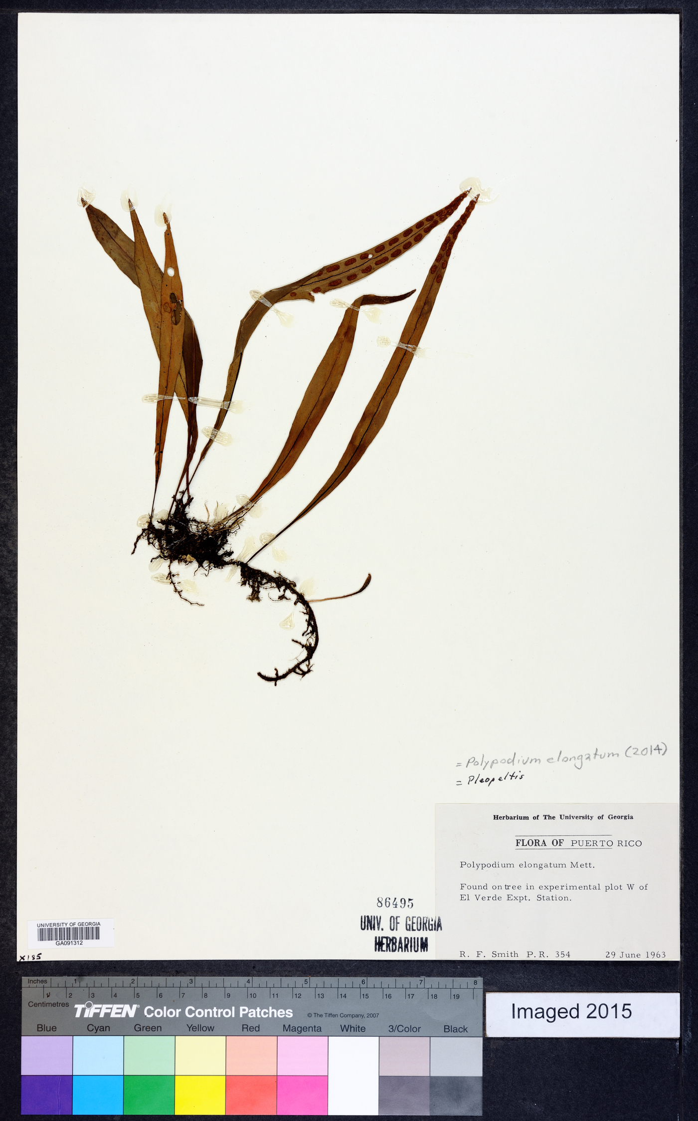 Polypodium elongatum image