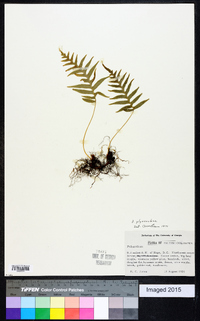 Polypodium glycyrrhiza image