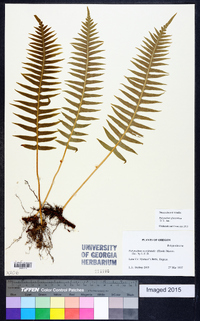 Polypodium glycyrrhiza image