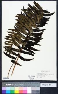 Polypodium loriceum image