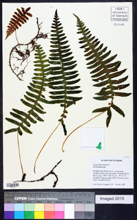 Serpocaulon eleutherophlebium image