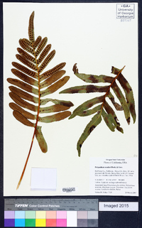 Polypodium scouleri image