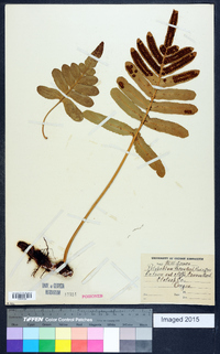 Polypodium scouleri image