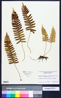 Polypodium vulgare image